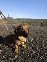 KAYLA, Hund, Dackel-Mix in Wadersloh - Bild 5