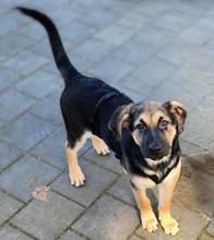 LEYLA, Hund, Mischlingshund in Burgthann - Bild 4