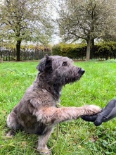 MORITZ, Hund, Mischlingshund in Viersen - Bild 10