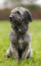 MORITZ, Hund, Mischlingshund in Viersen - Bild 2