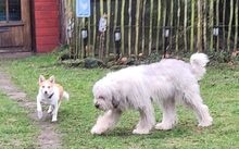 FYAN, Hund, Mischlingshund in Gronau - Bild 3