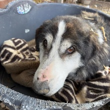 KARINO, Hund, Mischlingshund in Rumänien - Bild 1