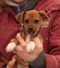 OATLEY, Hund, Dackel-Terrier-Mix in Ungarn - Bild 2