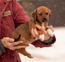 OATLEY, Hund, Dackel-Terrier-Mix in Ungarn - Bild 3