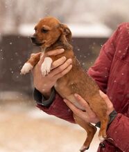 OATLEY, Hund, Dackel-Terrier-Mix in Ungarn - Bild 4