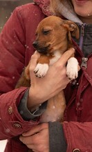 OATLEY, Hund, Dackel-Terrier-Mix in Ungarn - Bild 5