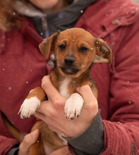 OATLEY, Hund, Dackel-Terrier-Mix in Ungarn - Bild 6