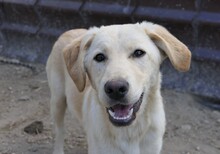 OLINA, Hund, Mischlingshund in Rumänien - Bild 10