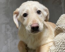 OLINA, Hund, Mischlingshund in Rumänien - Bild 11