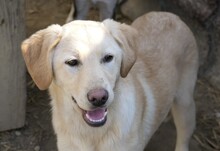 OLINA, Hund, Mischlingshund in Rumänien - Bild 7