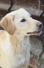 OLINA, Hund, Mischlingshund in Rumänien - Bild 8