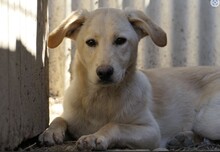 OLINA, Hund, Mischlingshund in Rumänien - Bild 9