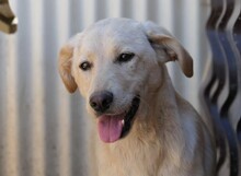 OLINA, Hund, Mischlingshund in Baiersdorf