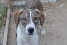 ORIANA, Hund, Mischlingshund in Rumänien - Bild 12