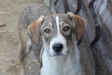 ORIANA, Hund, Mischlingshund in Rumänien - Bild 13