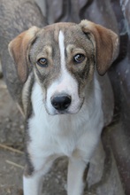 ORIANA, Hund, Mischlingshund in Rumänien - Bild 14