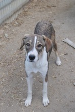 ORIANA, Hund, Mischlingshund in Rumänien - Bild 15