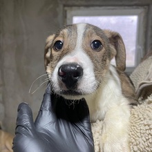 ORIANA, Hund, Mischlingshund in Rumänien - Bild 2