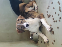 ORIANA, Hund, Mischlingshund in Rumänien - Bild 8