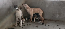 ORIANA, Hund, Mischlingshund in Rumänien - Bild 9