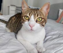 SPARKY, Katze, Hauskatze in Emden - Bild 1