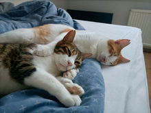 SPARKY, Katze, Hauskatze in Emden - Bild 2