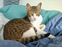 SPARKY, Katze, Hauskatze in Emden - Bild 4
