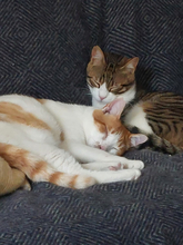 SPARKY, Katze, Hauskatze in Emden - Bild 5