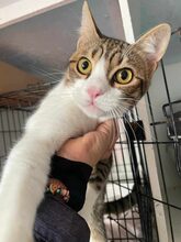 SPARKY, Katze, Hauskatze in Emden - Bild 6