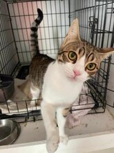 SPARKY, Katze, Hauskatze in Emden - Bild 7