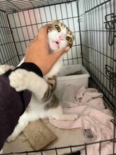 SPARKY, Katze, Hauskatze in Emden - Bild 8