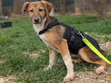 OLIVI, Hund, Mischlingshund in Rumänien - Bild 10