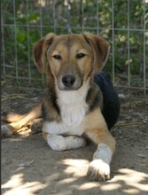 OLIVI, Hund, Mischlingshund in Rumänien - Bild 11