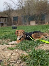 OLIVI, Hund, Mischlingshund in Rumänien - Bild 12