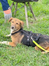 OLIVI, Hund, Mischlingshund in Rumänien - Bild 13