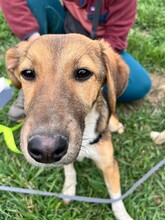 OLIVI, Hund, Mischlingshund in Rumänien - Bild 14