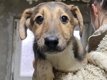 OLIVI, Hund, Mischlingshund in Rumänien - Bild 15