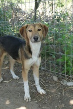 OLIVI, Hund, Mischlingshund in Rumänien - Bild 16