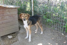 OLIVI, Hund, Mischlingshund in Rumänien - Bild 17