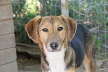 OLIVI, Hund, Mischlingshund in Rumänien - Bild 18