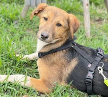 OLIVI, Hund, Mischlingshund in Rumänien - Bild 9