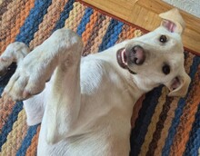 ONNI, Hund, Mischlingshund in Wermelskirchen