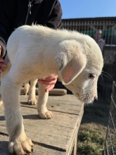 WELPE102K, Hund, Mischlingshund in Rumänien - Bild 3