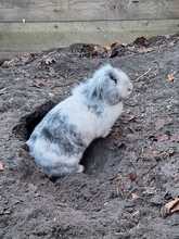 MILLY, Hasenartige, Löwenkopf-Widder-Kaninchen in Bramsche - Bild 2