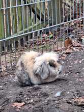 MILLY, Hasenartige, Löwenkopf-Widder-Kaninchen in Bramsche - Bild 3