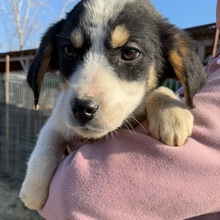 WELPE108K, Hund, Mischlingshund in Rumänien - Bild 2