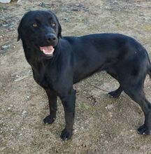 MAURA, Hund, Mischlingshund in Griechenland - Bild 1