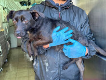 KIKKO, Hund, Mischlingshund in Italien - Bild 17