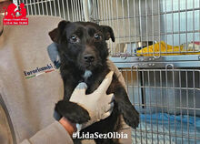 KIKKO, Hund, Mischlingshund in Italien - Bild 18