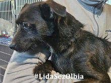 KIKKO, Hund, Mischlingshund in Italien - Bild 19